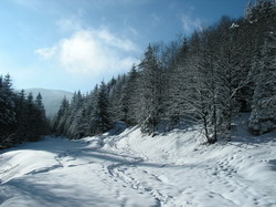 Valea Frasinetului