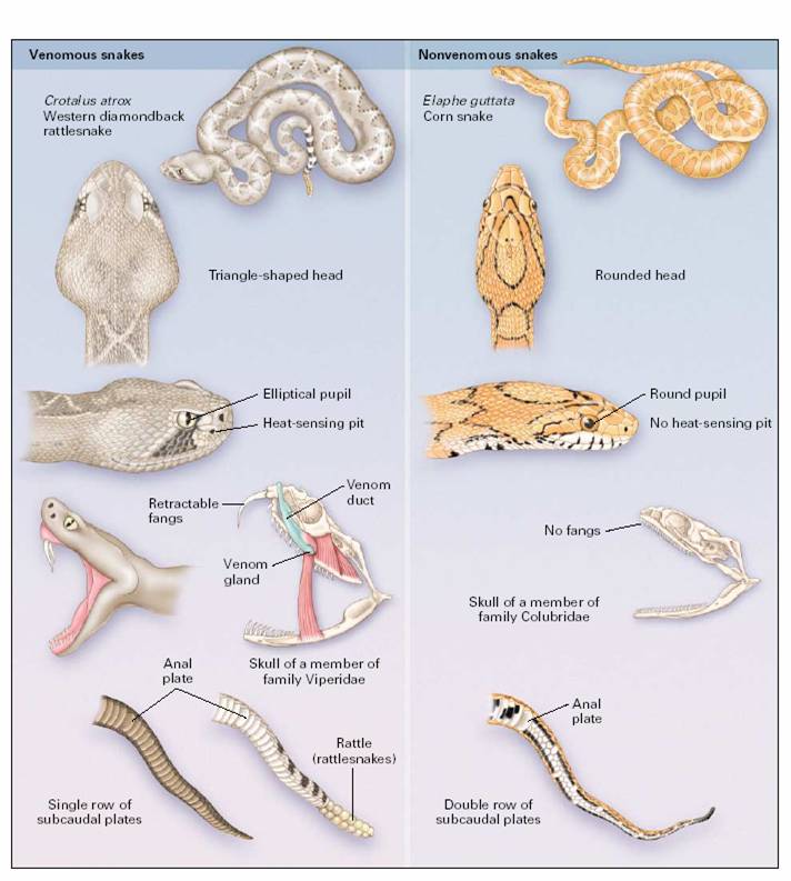   Diferenţierea speciilor veninoase de cele neveninoase ( după Bites of Venomous Snakes  Barry S. Gold & Co   New England Journal of Medicine Vol 347. No 5,  1 August 2002)
