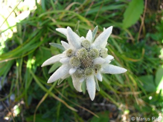 Floare de colţ - foto Marius Radu