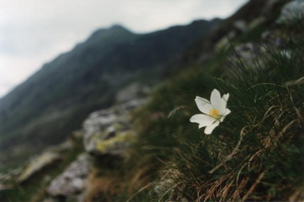 Floare de munte