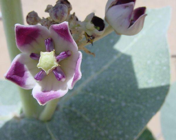 O  floricica in desert!