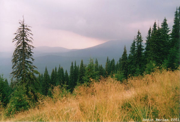 Vedere spre Vârful lui Pătru