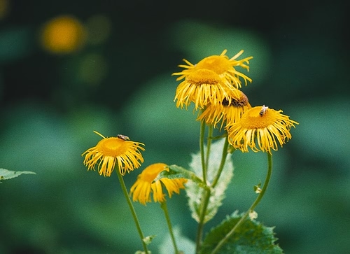 flori de pădure