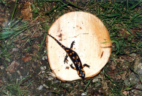 salamandra