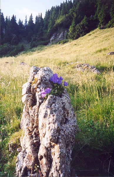 Flori pe stanca in m-tii Bucegi