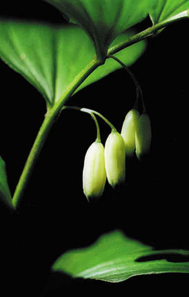 Polzgonatum odoratum