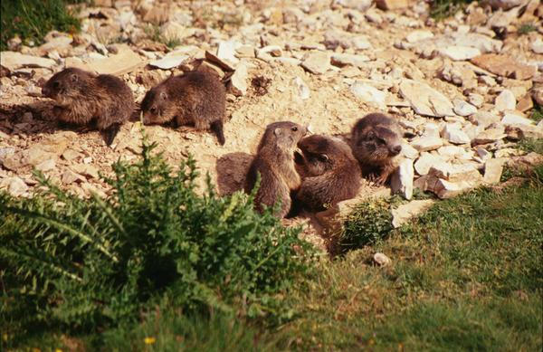 Marmoţele