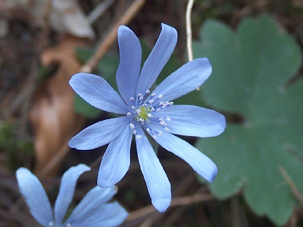 floare neidentificata