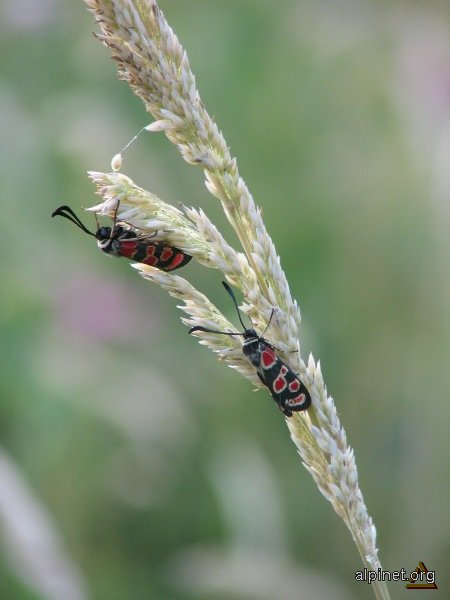 Moths and Grass