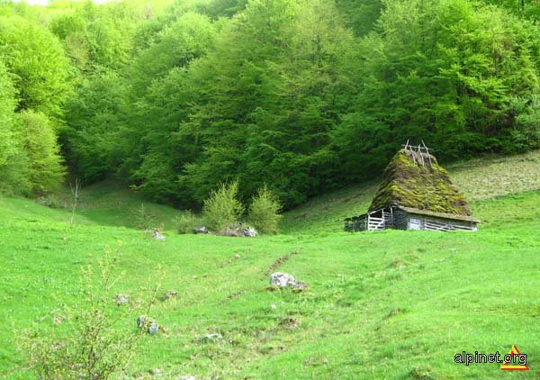 La margine de codru