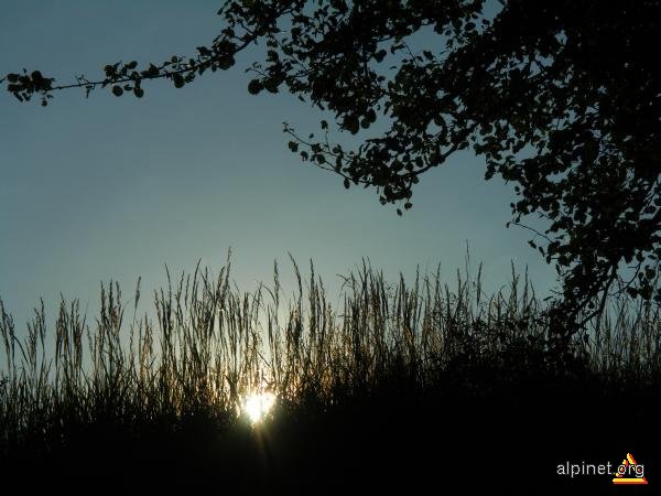 Soarele din iarbă