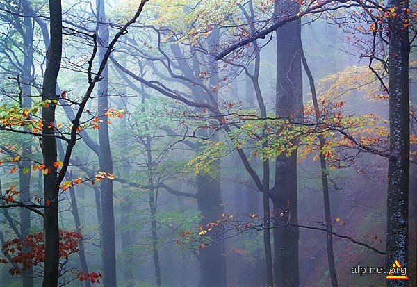 Misty Wood