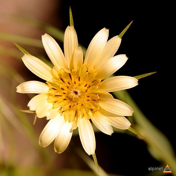 Alta floare galbena