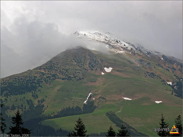 Farcăul cărunt