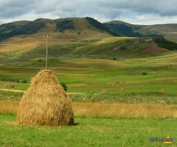 Odihna fânului cosit