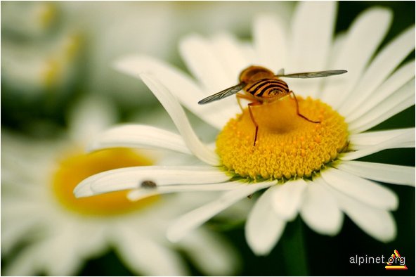 Povestea polenului