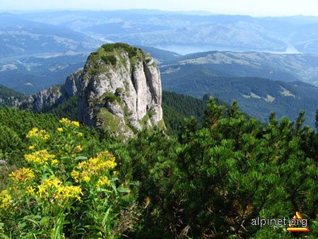 Coronita de flori si jnepeni