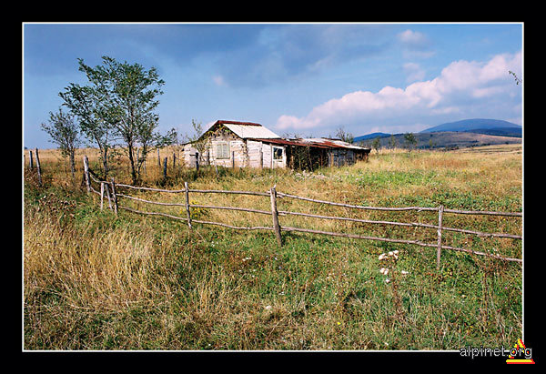 singurică