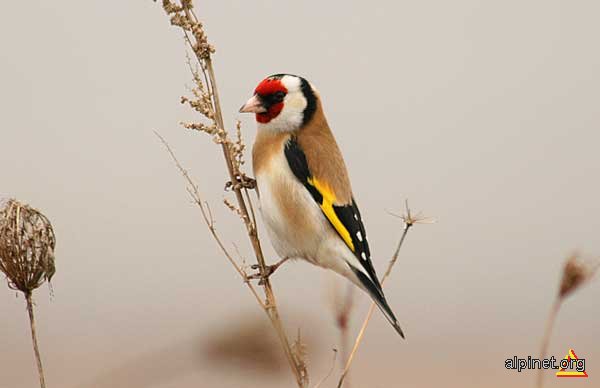 sticlete / Carduelis carduelis