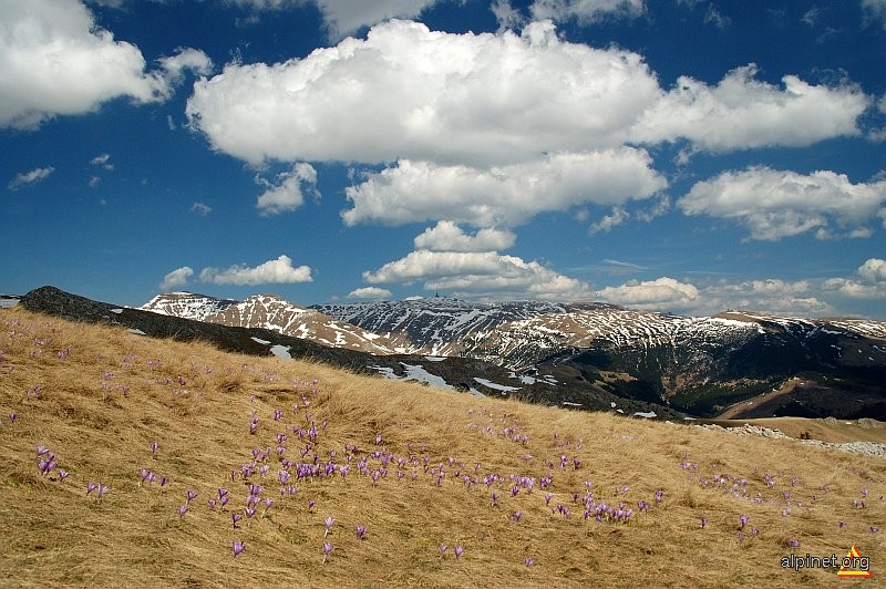 Primăvara alpină (II)