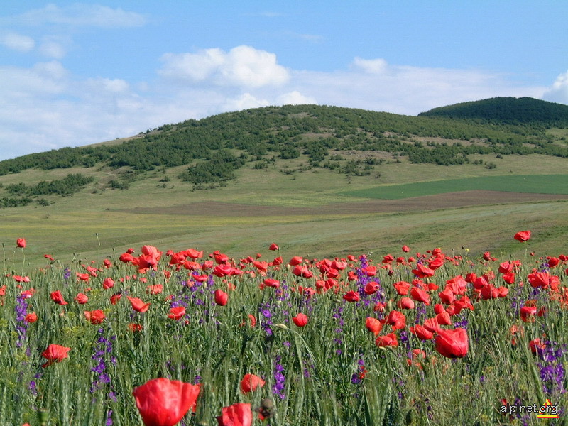 muntii cu maci din Dobrogea