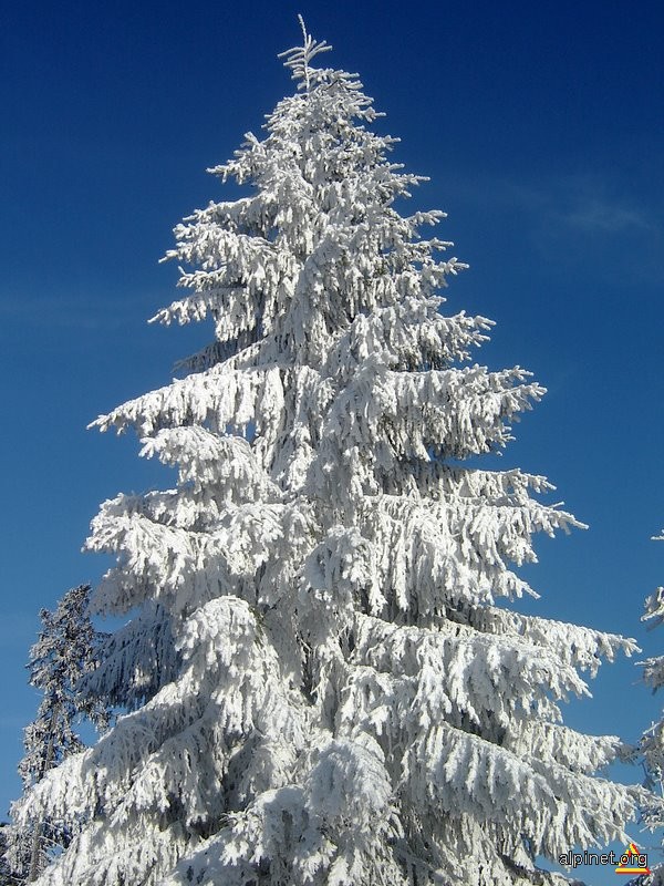 Pomul de Iarna