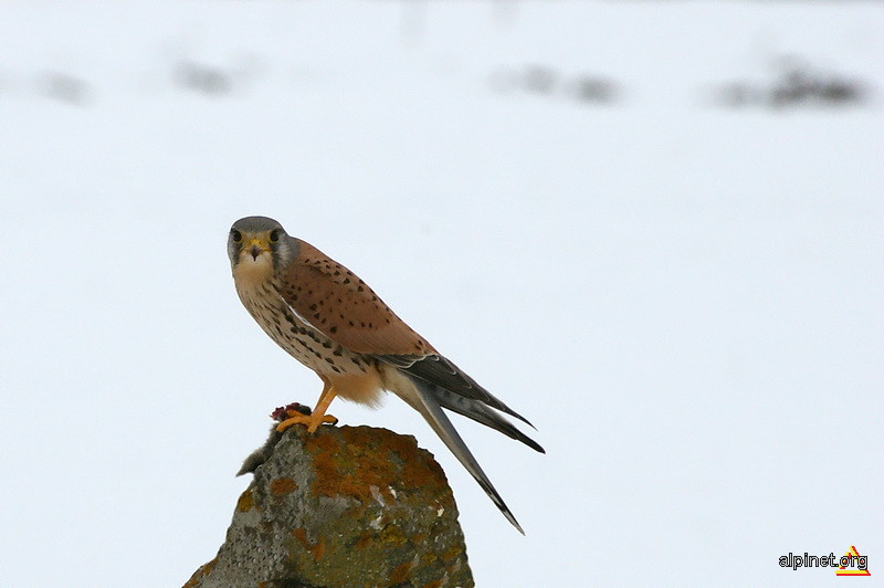 Falco tinnunculus - Vanturelul rosu