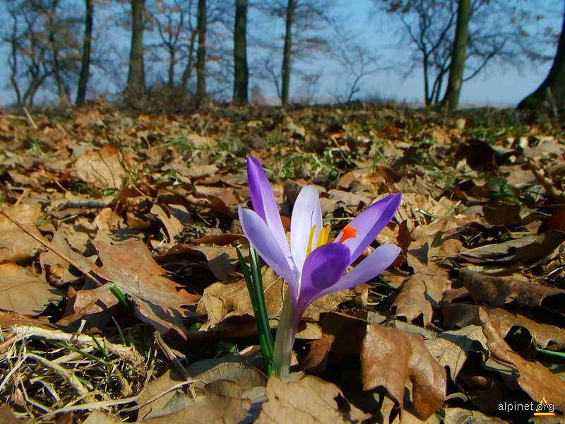 Vine-vine primavara