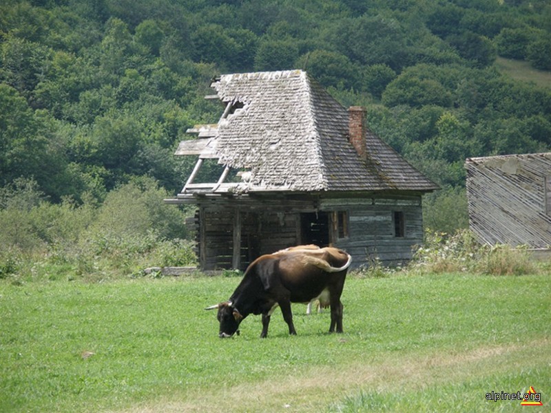 Casa cu aer conditionat si un animal de companie