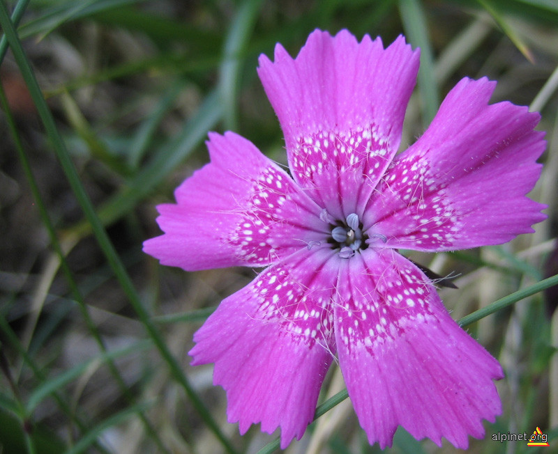 Dianthus callizonus