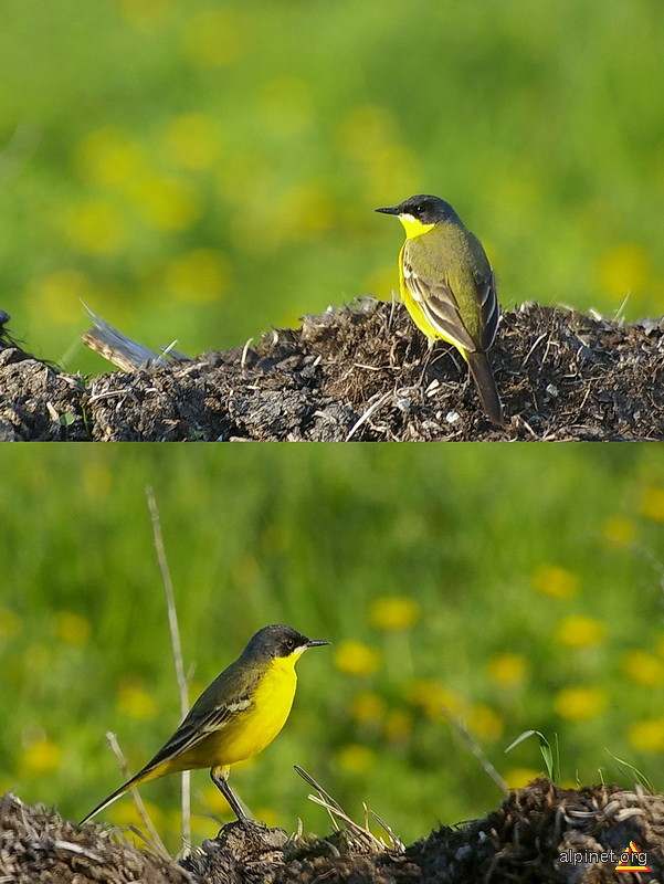 Codobatura galbena - Motacilla flava