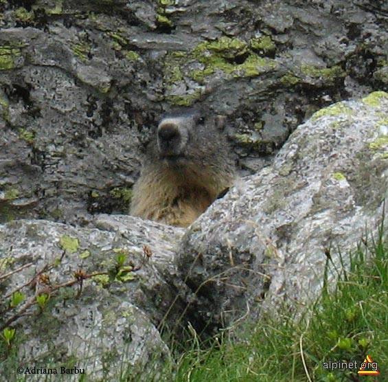 un petit marmot