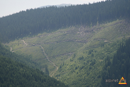 A fost o pădure...