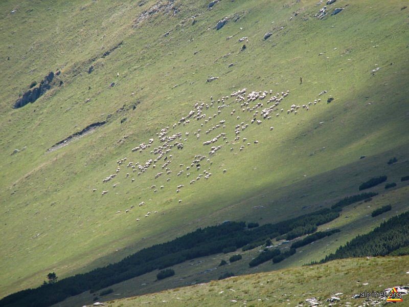 Pastorală