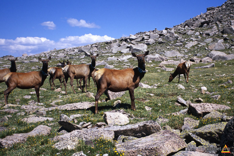 Fauna de Colorado