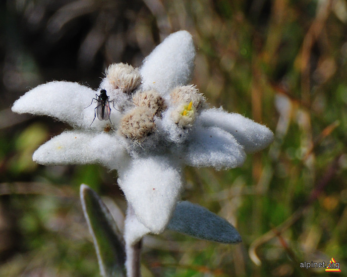 Edelweiss