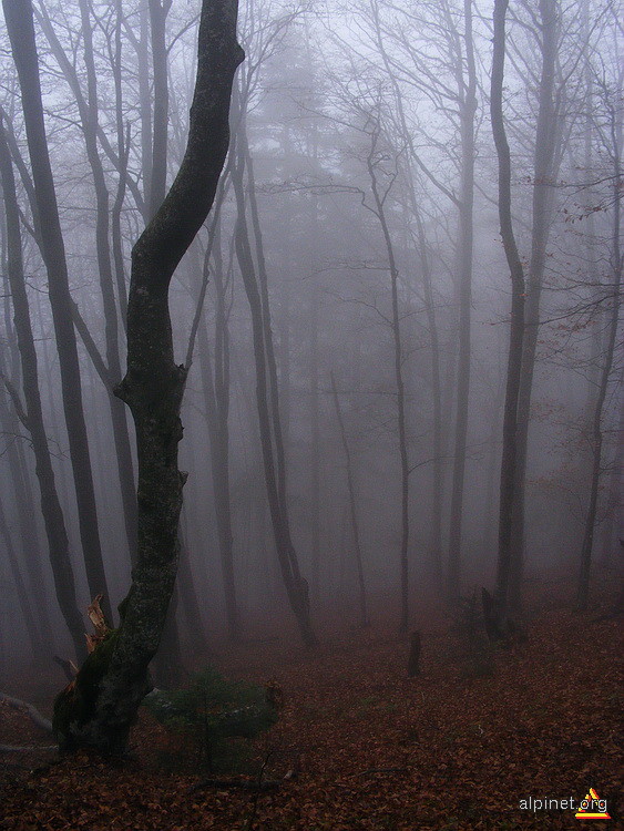 Misty forest