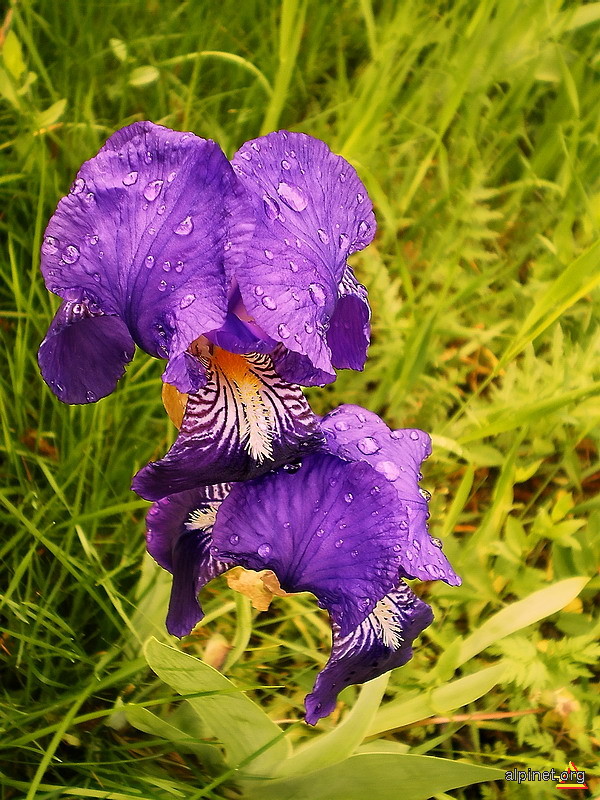 Planset de iris