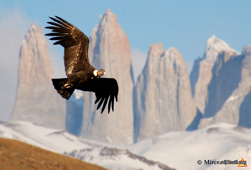 El Condor