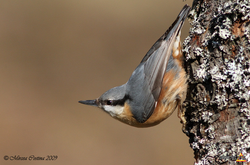 Sitta europaea