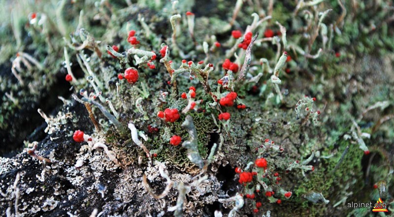 coral de pădure