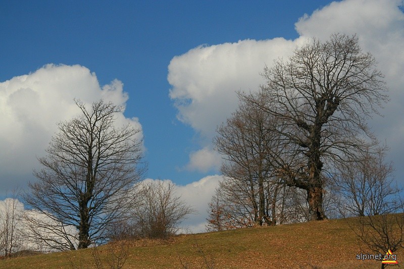 Copaci de nori