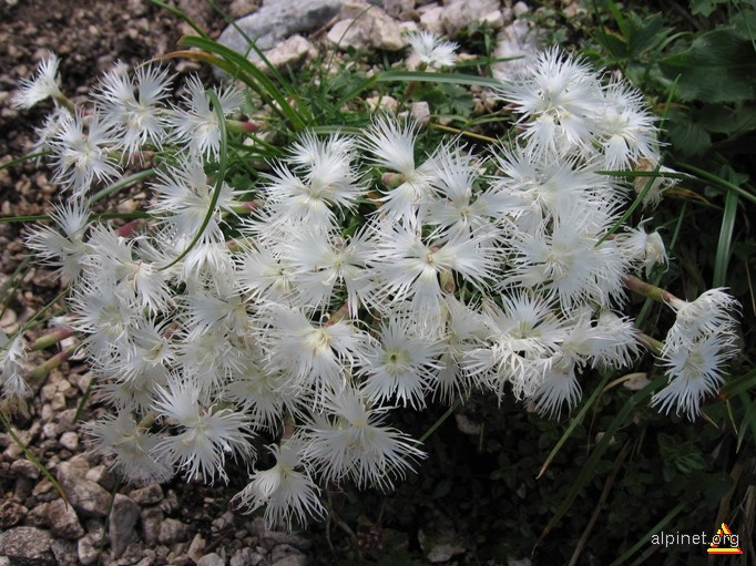 Barba Ungurului(Garofita Alba)