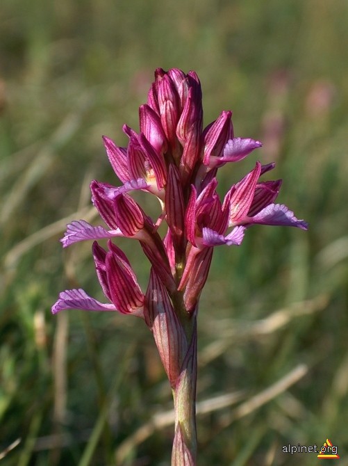 Orchis papilionacea L.