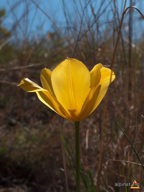 Tulipa hungarica Borb. ssp. undulatifolia Roman - laleaua cu frunze undulate