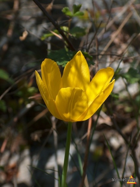 Tulipa hungarica Borb. - laleaua bănăţeană