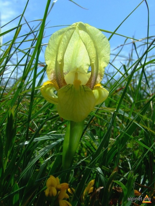 Iris reichenbachii Heuff. - stănjenel de stâncă