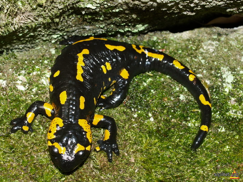 Salamandra