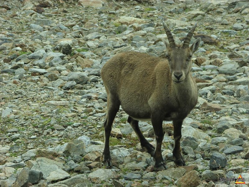 CAPRA IBEX