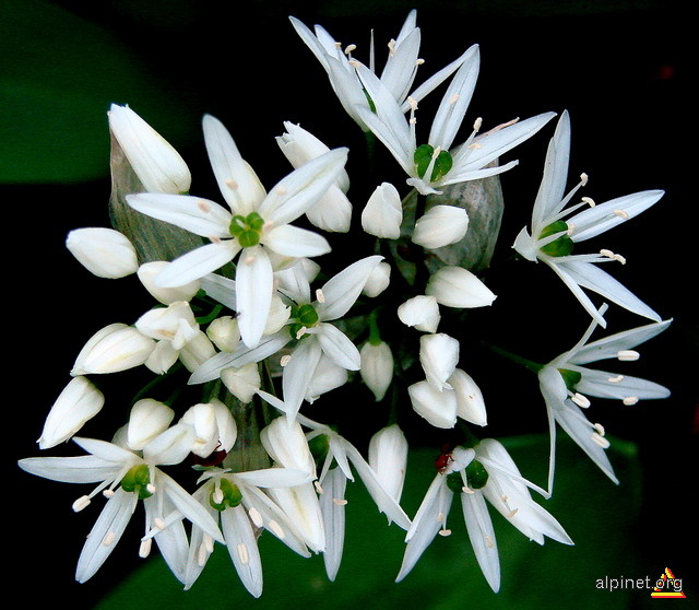 Allium ursinum-Leurda